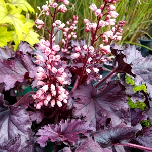 Heuchera Forever Purple